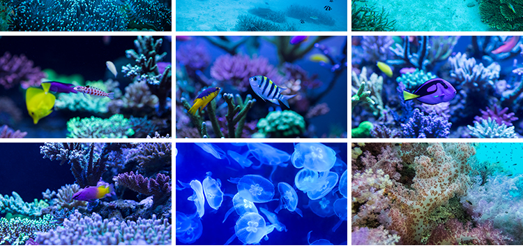 海底世界海洋生物动物小鱼群鱼类珊瑚礁抖音设计高清背景图片素材