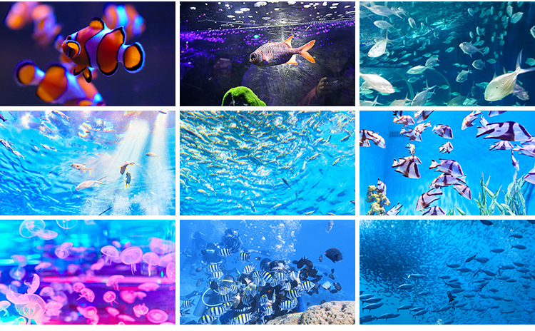 海底世界海洋生物动物小鱼群鱼类珊瑚礁抖音设计高清背景图片素材