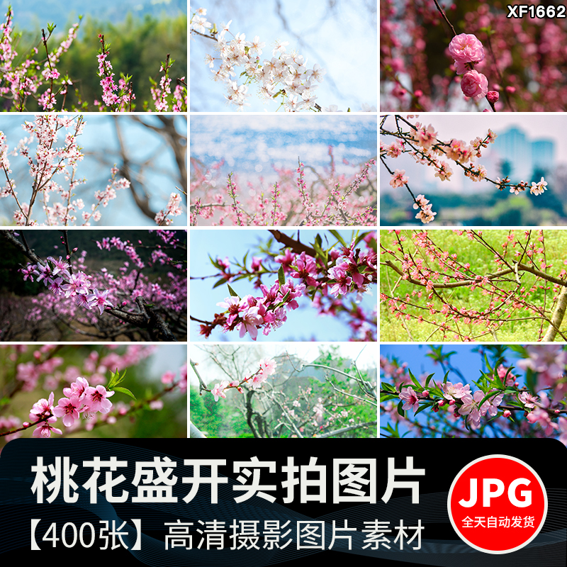 桃花盛开春暖花开春天风景花朵绽放鲜花自然植物高清JPG图片素材