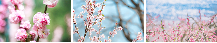 桃花盛开春暖花开春天风景花朵绽放鲜花自然植物高清JPG图片素材