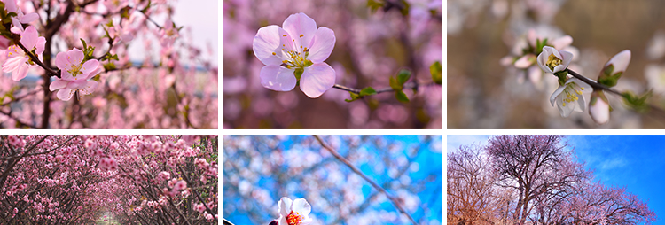 桃花盛开春暖花开春天风景花朵绽放鲜花自然植物高清JPG图片素材
