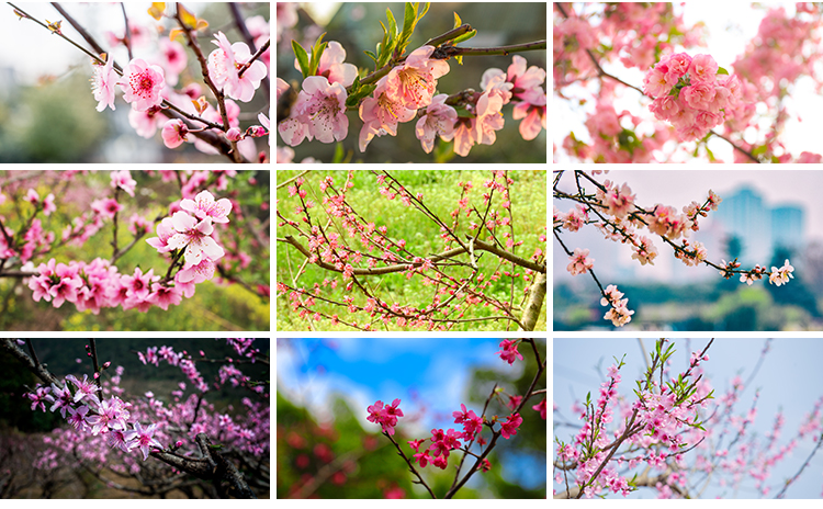 桃花盛开春暖花开春天风景花朵绽放鲜花自然植物高清JPG图片素材