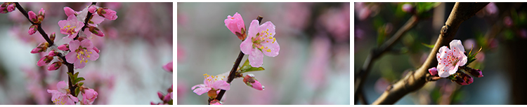 桃花盛开春暖花开春天风景花朵绽放鲜花自然植物高清JPG图片素材