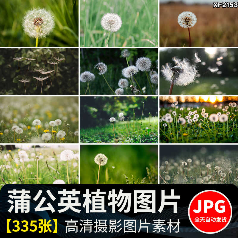 唯美蒲公英随风飘散飞舞特写花卉自然风景植物美景摄影图片照素材