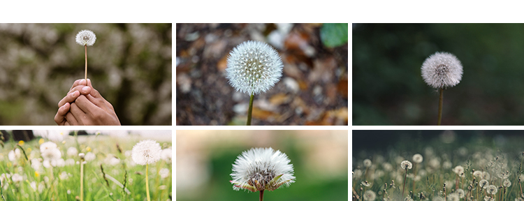 唯美蒲公英随风飘散飞舞特写花卉自然风景植物美景摄影图片照素材