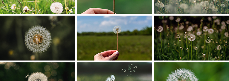 唯美蒲公英随风飘散飞舞特写花卉自然风景植物美景摄影图片照素材