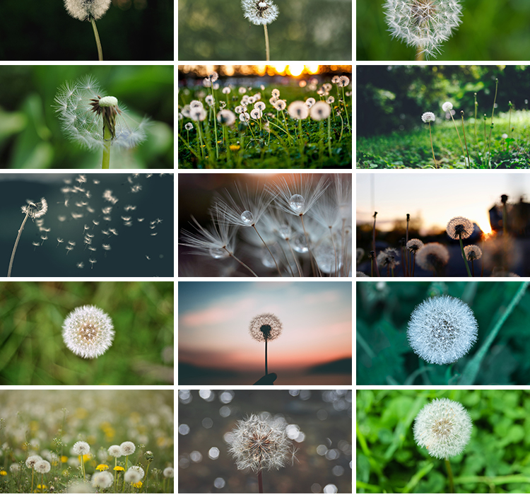唯美蒲公英随风飘散飞舞特写花卉自然风景植物美景摄影图片照素材