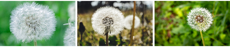 唯美蒲公英随风飘散飞舞特写花卉自然风景植物美景摄影图片照素材