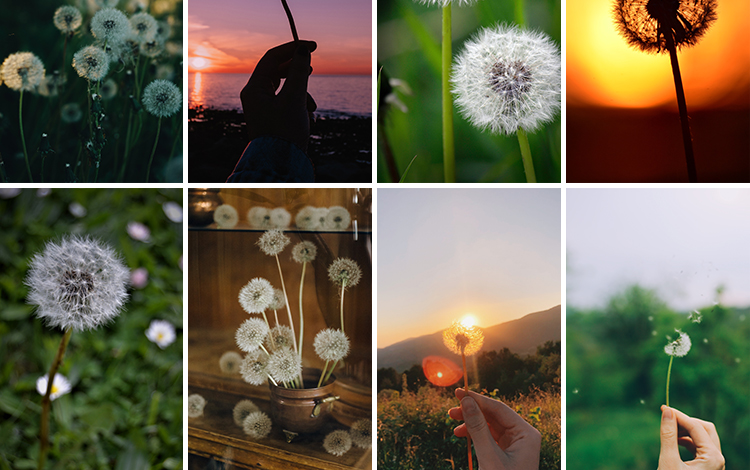 唯美蒲公英随风飘散飞舞特写花卉自然风景植物美景摄影图片照素材