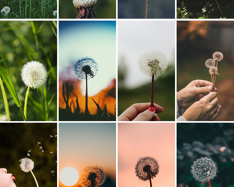 唯美蒲公英随风飘散飞舞特写花卉自然风景植物美景摄影图片照素材
