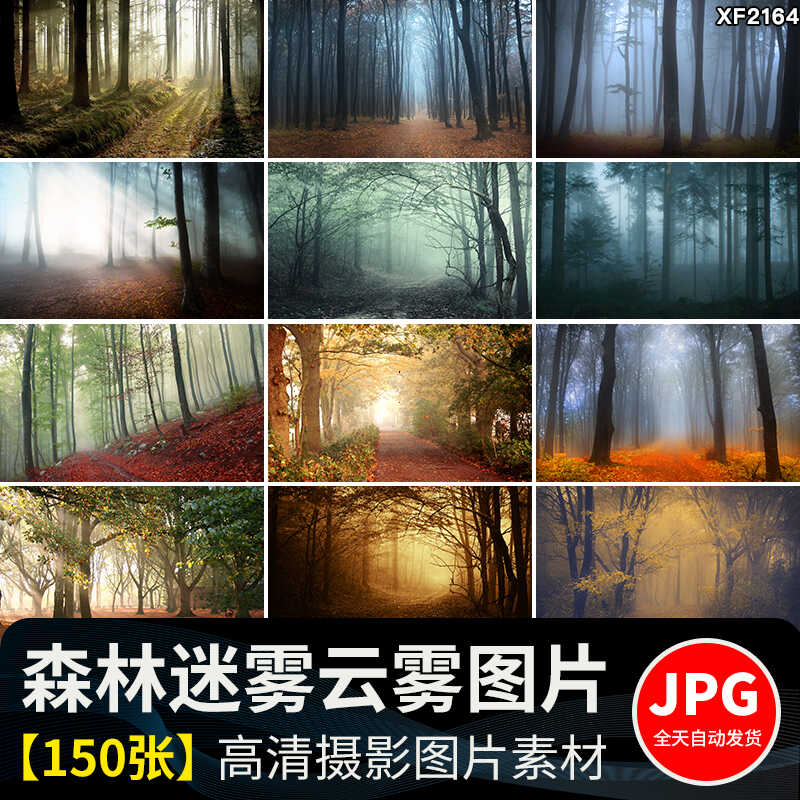 原始森林迷雾阴森恐怖树林雾气晨雾云雾缭绕自然美景风景图片素材