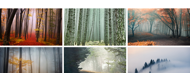 原始森林迷雾阴森恐怖树林雾气晨雾云雾缭绕自然美景风景图片素材