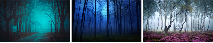 原始森林迷雾阴森恐怖树林雾气晨雾云雾缭绕自然美景风景图片素材