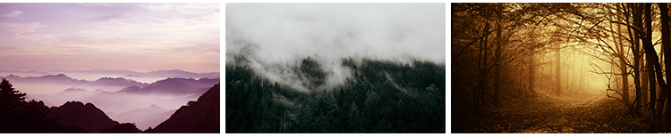 原始森林迷雾阴森恐怖树林雾气晨雾云雾缭绕自然美景风景图片素材