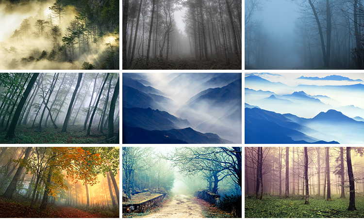 原始森林迷雾阴森恐怖树林雾气晨雾云雾缭绕自然美景风景图片素材