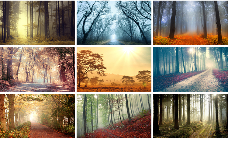 原始森林迷雾阴森恐怖树林雾气晨雾云雾缭绕自然美景风景图片素材