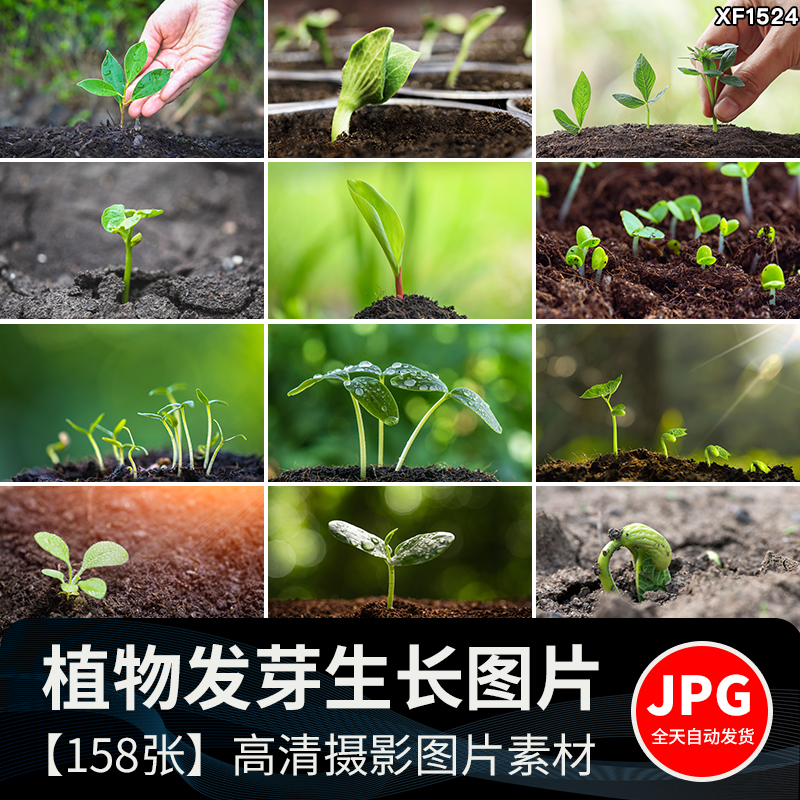 春天植物发芽生长嫩芽萌芽土壤成长希望绿色青草生机高清图片素材