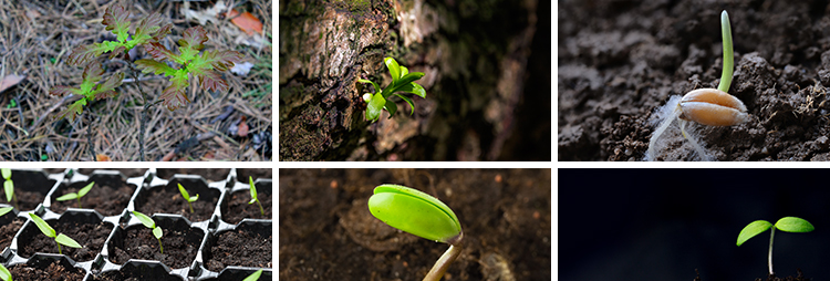 春天植物发芽生长嫩芽萌芽土壤成长希望绿色青草生机高清图片素材
