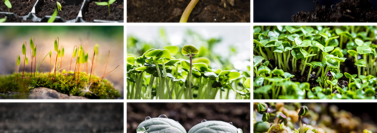 春天植物发芽生长嫩芽萌芽土壤成长希望绿色青草生机高清图片素材