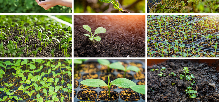 春天植物发芽生长嫩芽萌芽土壤成长希望绿色青草生机高清图片素材