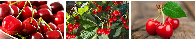 樱桃车厘子红色樱桃新鲜水果实果肉特写美食摄影JPG照片图片素材