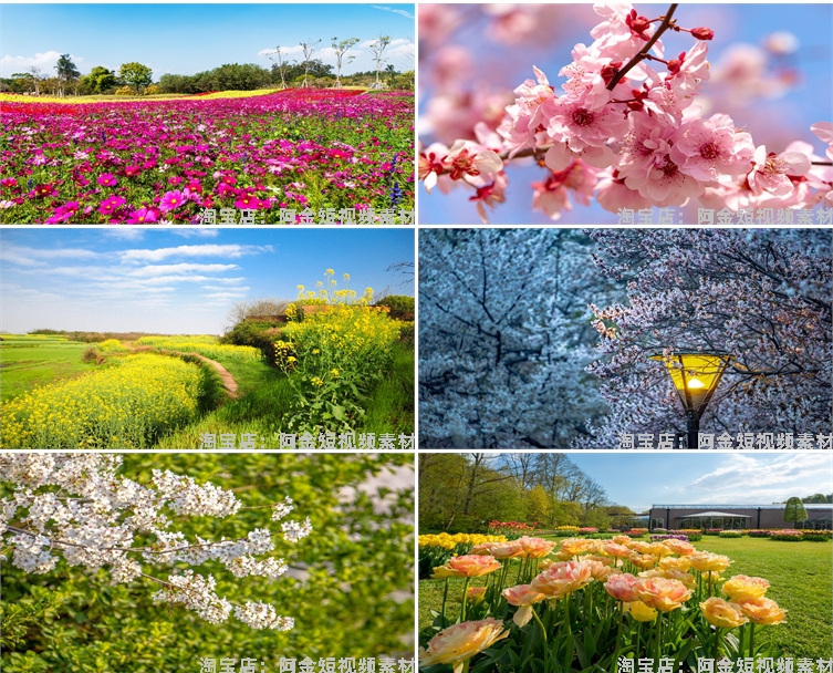 花海花田花朵花丛jpg风景高清抖音绿幕虚拟直播间led背景图片素材