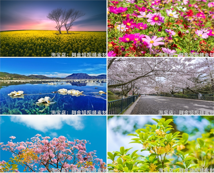 花海花田花朵花丛jpg风景高清抖音绿幕虚拟直播间led背景图片素材