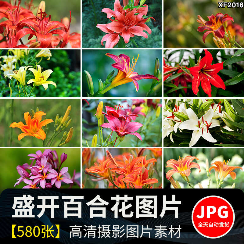 百合花唯美花朵特写花卉植物鲜花盛开绽放花蕊花瓣摄影照图片素材