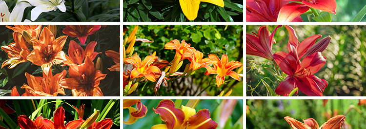 百合花唯美花朵特写花卉植物鲜花盛开绽放花蕊花瓣摄影照图片素材