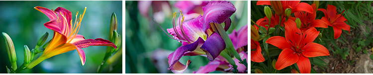 百合花唯美花朵特写花卉植物鲜花盛开绽放花蕊花瓣摄影照图片素材