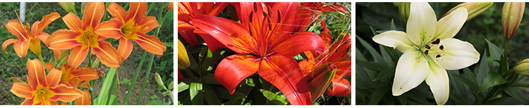 百合花唯美花朵特写花卉植物鲜花盛开绽放花蕊花瓣摄影照图片素材