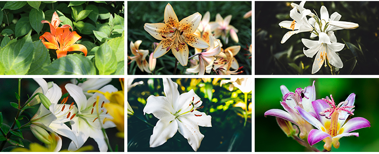 百合花唯美花朵特写花卉植物鲜花盛开绽放花蕊花瓣摄影照图片素材