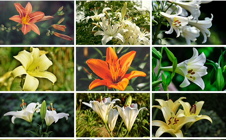 百合花唯美花朵特写花卉植物鲜花盛开绽放花蕊花瓣摄影照图片素材
