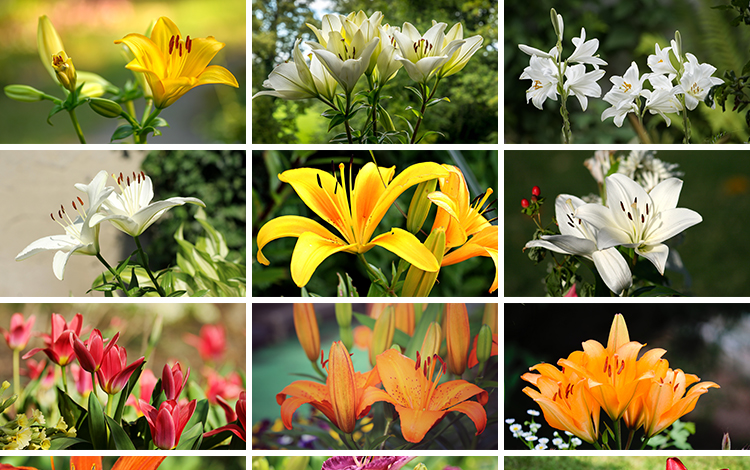 百合花唯美花朵特写花卉植物鲜花盛开绽放花蕊花瓣摄影照图片素材