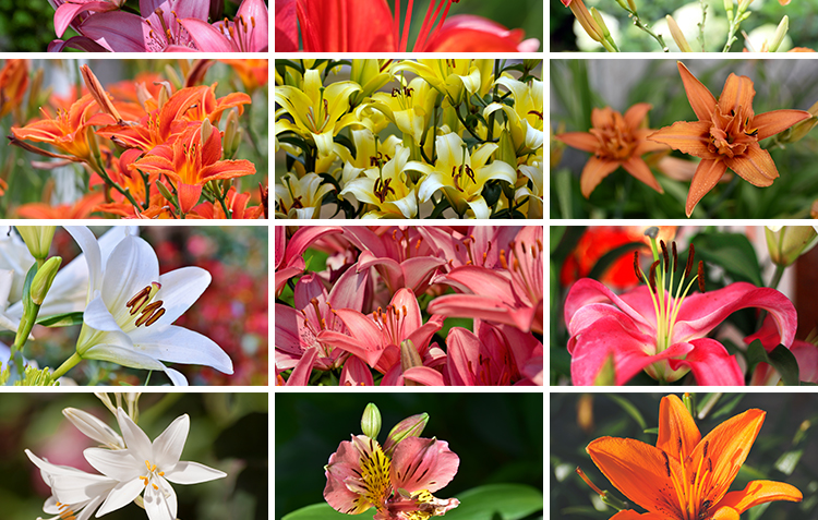 百合花唯美花朵特写花卉植物鲜花盛开绽放花蕊花瓣摄影照图片素材