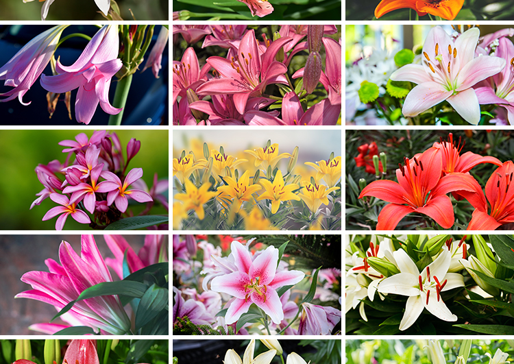 百合花唯美花朵特写花卉植物鲜花盛开绽放花蕊花瓣摄影照图片素材