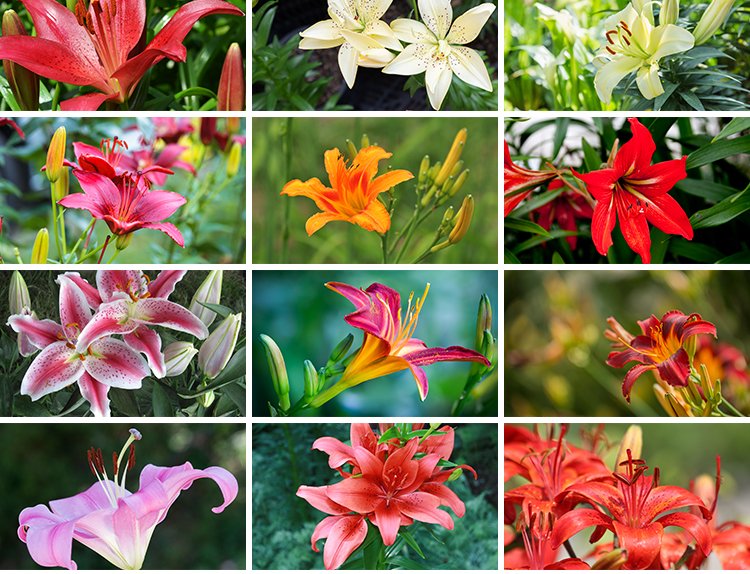 百合花唯美花朵特写花卉植物鲜花盛开绽放花蕊花瓣摄影照图片素材