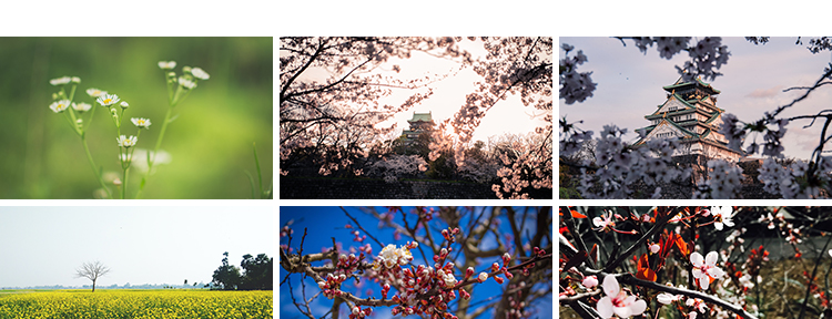 春暖花开唯美春天花朵植物春季初春萌芽发芽开花自然风景图片素材