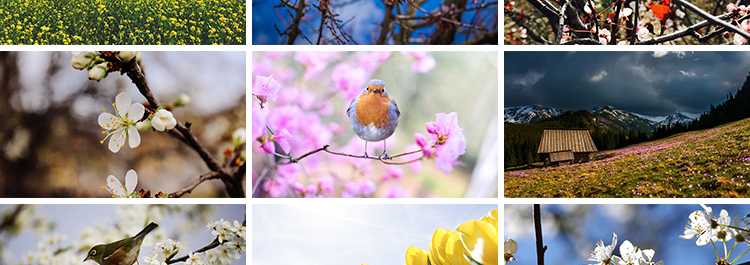 春暖花开唯美春天花朵植物春季初春萌芽发芽开花自然风景图片素材