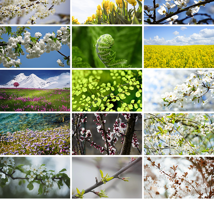 春暖花开唯美春天花朵植物春季初春萌芽发芽开花自然风景图片素材