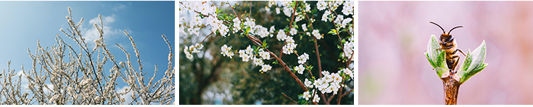 春暖花开唯美春天花朵植物春季初春萌芽发芽开花自然风景图片素材