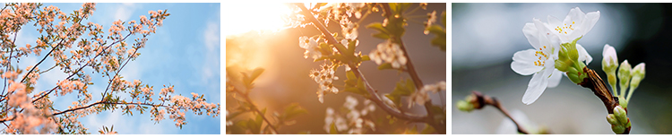 春暖花开唯美春天花朵植物春季初春萌芽发芽开花自然风景图片素材