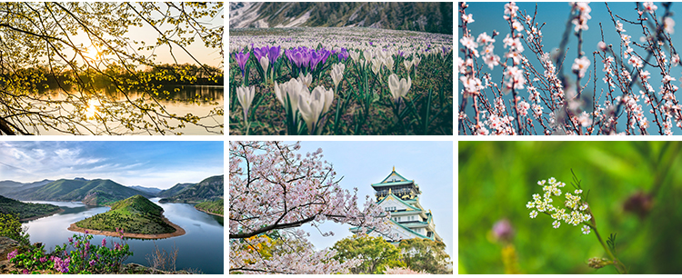 春暖花开唯美春天花朵植物春季初春萌芽发芽开花自然风景图片素材