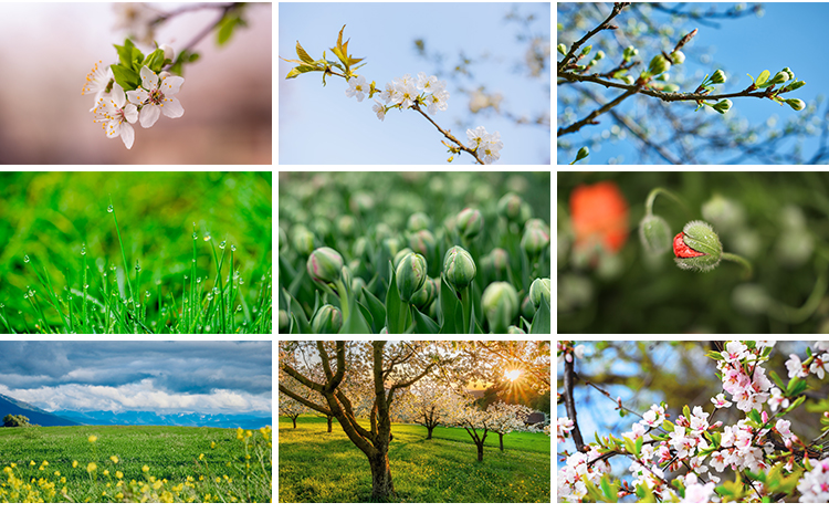 春暖花开唯美春天花朵植物春季初春萌芽发芽开花自然风景图片素材