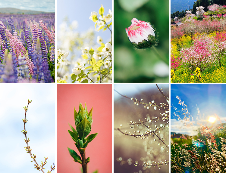 春暖花开唯美春天花朵植物春季初春萌芽发芽开花自然风景图片素材