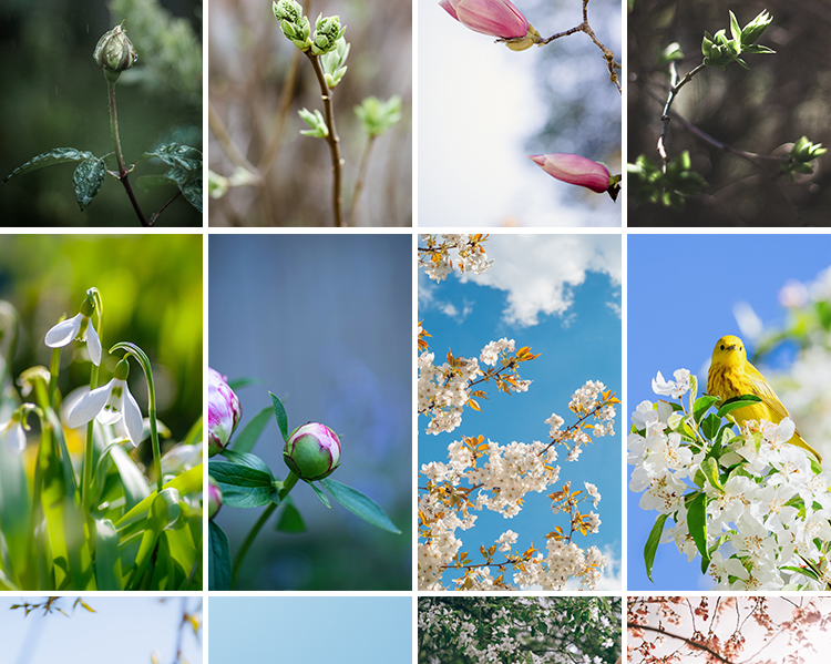 春暖花开唯美春天花朵植物春季初春萌芽发芽开花自然风景图片素材