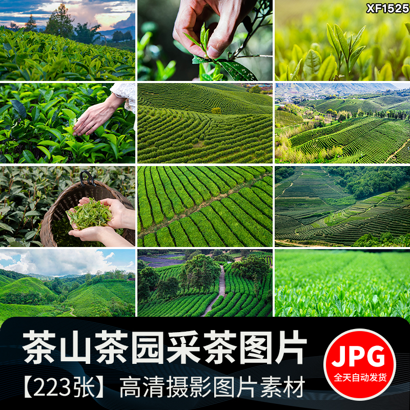 茶园茶山上茶叶茶树嫩芽绿茶采茶梯田茶场田园自然风光图片照素材