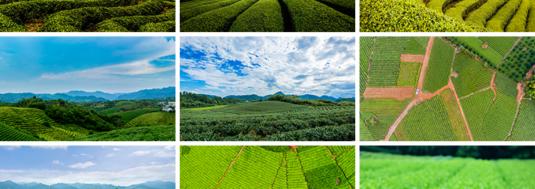 茶园茶山上茶叶茶树嫩芽绿茶采茶梯田茶场田园自然风光图片照素材