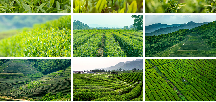 茶园茶山上茶叶茶树嫩芽绿茶采茶梯田茶场田园自然风光图片照素材