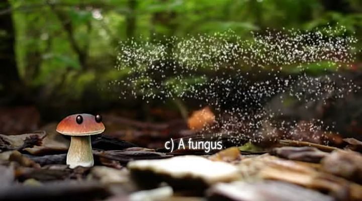 了解你的蘑菇 Know Your Mushrooms